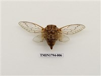 藏品(婆羅洲昆蟲)的圖片